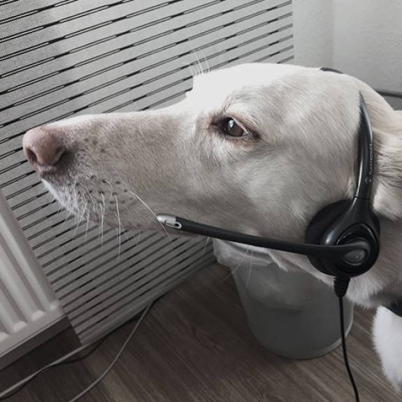 mister bk! | Team Hund: Alba mister bk! | Team Hund: Alba