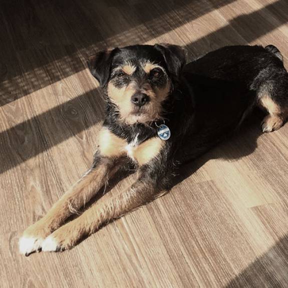 mister bk! | Team Hund: Paul mister bk! | Team Hund: Paul